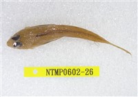 藏品(絲鰭斜棘(魚銜))的圖片